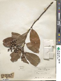 Prunus laurocerasus image