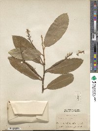 Prunus laurocerasus image