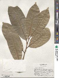 Prunus laurocerasus image