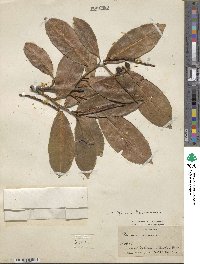 Prunus laurocerasus image