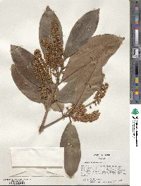 Prunus laurocerasus image