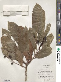 Prunus laurocerasus image