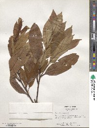 Prunus laurocerasus image