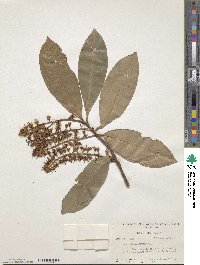 Prunus laurocerasus image