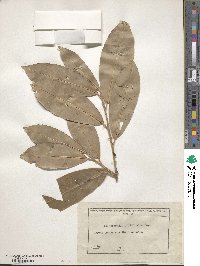 Prunus laurocerasus image