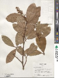 Prunus laurocerasus image