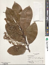 Prunus laurocerasus image