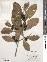 Prunus laurocerasus image