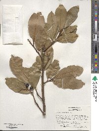 Prunus laurocerasus image