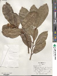 Prunus laurocerasus image