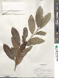 Prunus laurocerasus image