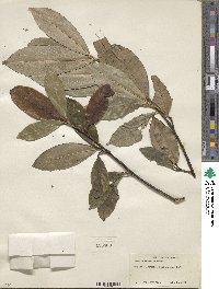 Prunus laurocerasus image