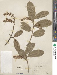 Prunus laurocerasus image