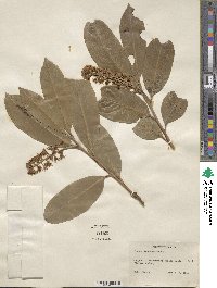 Prunus laurocerasus image