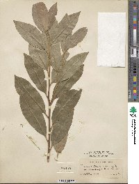 Prunus laurocerasus image