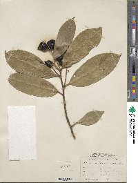 Prunus laurocerasus image