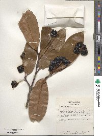 Prunus laurocerasus image