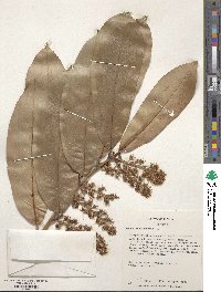 Prunus laurocerasus image