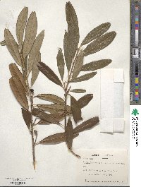 Prunus laurocerasus image