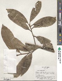 Prunus laurocerasus image