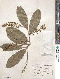 Prunus laurocerasus image