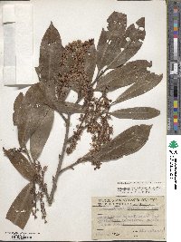 Prunus laurocerasus image