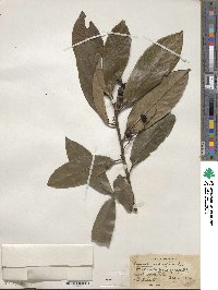 Prunus laurocerasus image