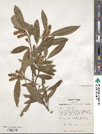 Prunus laurocerasus image