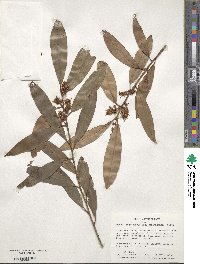 Prunus laurocerasus image