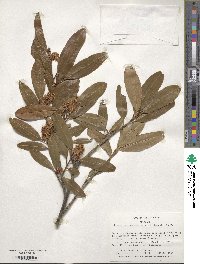 Prunus laurocerasus image