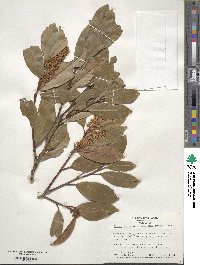 Prunus laurocerasus image