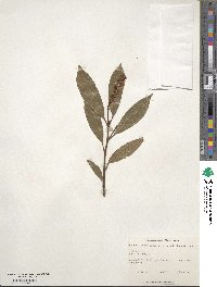 Prunus laurocerasus image