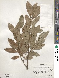 Prunus laurocerasus image