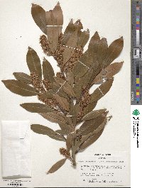 Prunus laurocerasus image