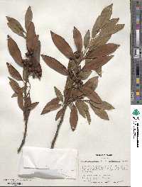 Prunus laurocerasus image