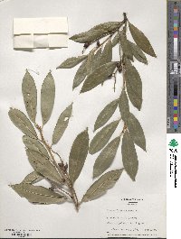 Prunus laurocerasus image