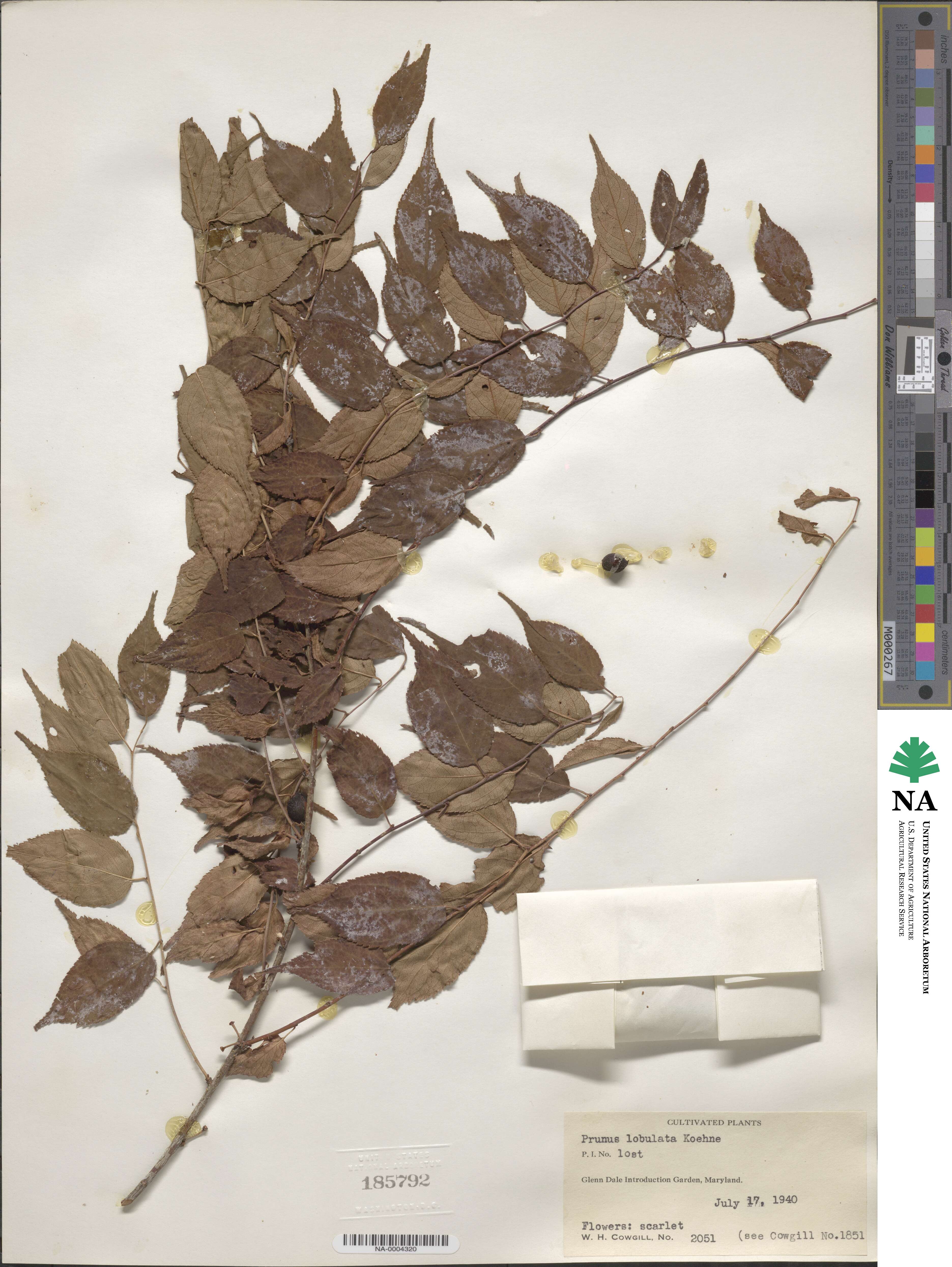 Prunus trichostoma image