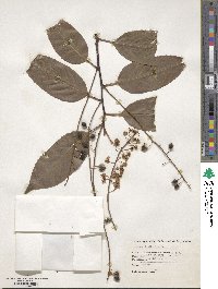 Prunus lusitanica image