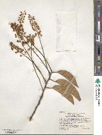 Prunus lusitanica image