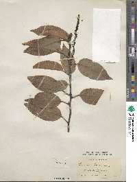 Prunus lusitanica image