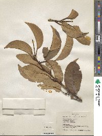 Prunus lusitanica image