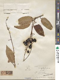 Prunus lusitanica image