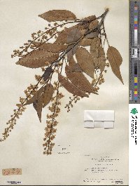 Prunus lusitanica image