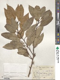 Prunus lusitanica image