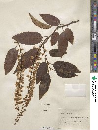 Prunus lusitanica image