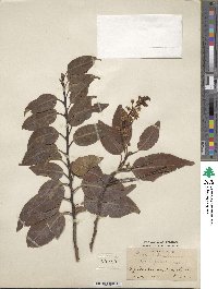 Prunus lusitanica image