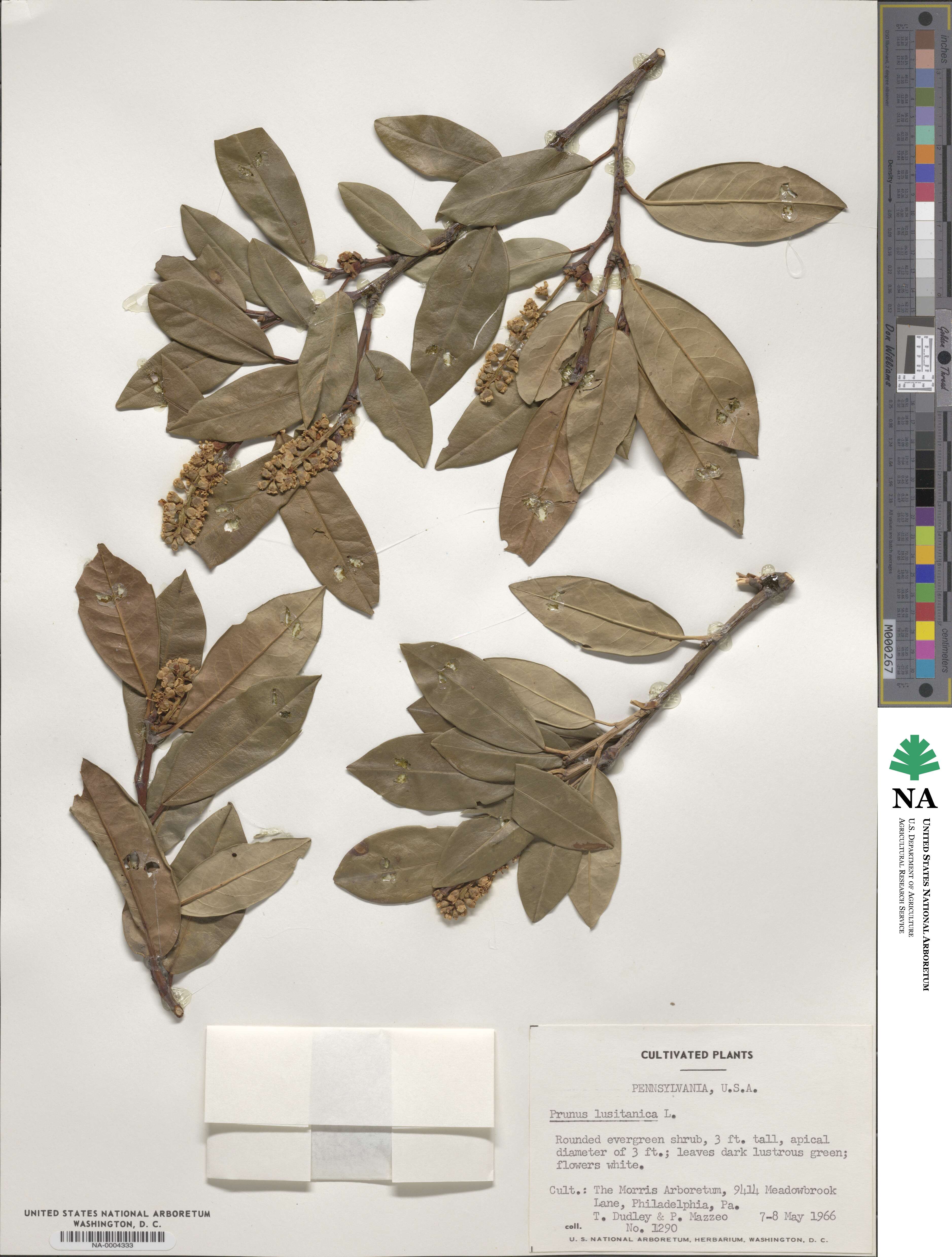 Prunus lusitanica image