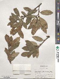 Prunus lusitanica image