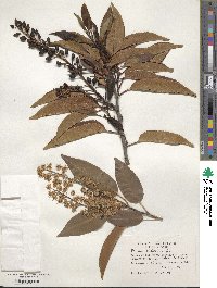 Prunus lusitanica image