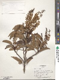 Prunus lusitanica image